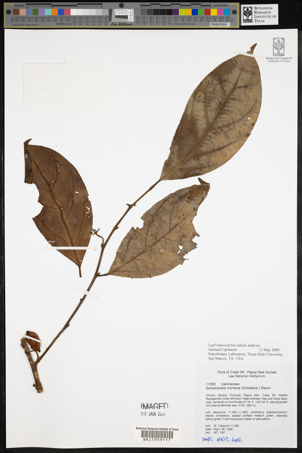 Gomphandra montana image
