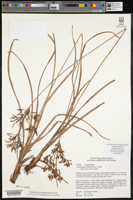 Fimbristylis dichotoma image