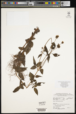 Bidens pilosa image