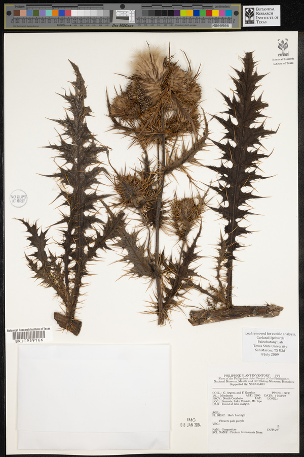 Cirsium luzoniense image