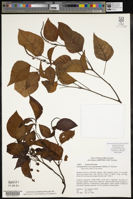 Homalanthus novoguineensis image
