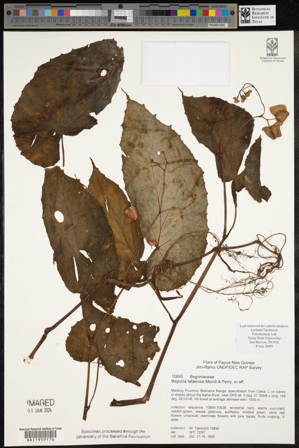 Begonia tafaensis image