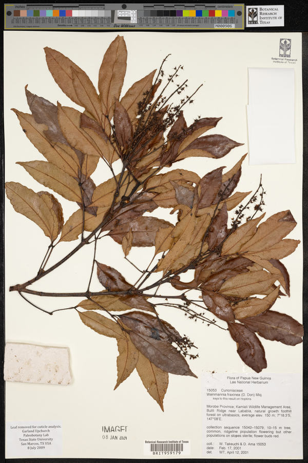 Pterophylla fraxinea image