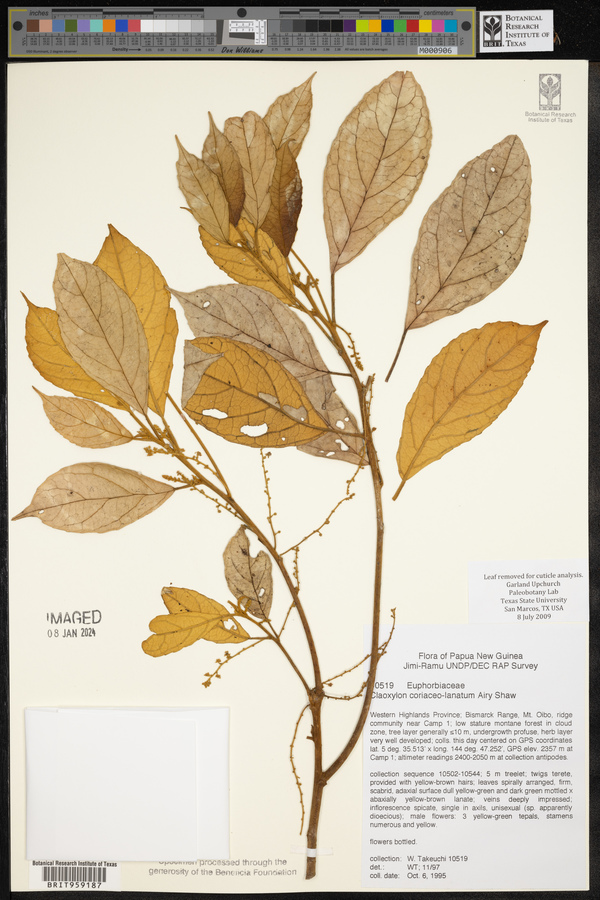 Claoxylon coriaceolanatum image