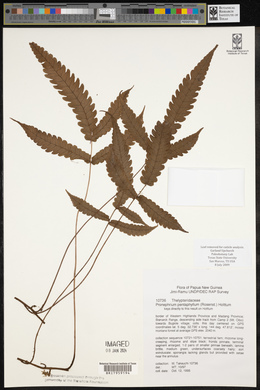 Pronephrium pentaphyllum image