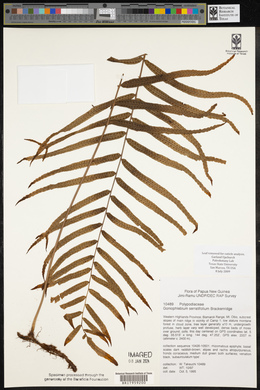 Goniophlebium serratifolium image