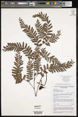 Adiantum aneitense image