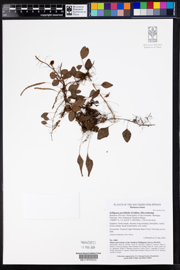 Selliguea pyrolifolia image