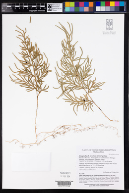 Selaginella tamariscina image