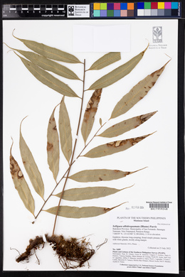 Selliguea albidosquamata image