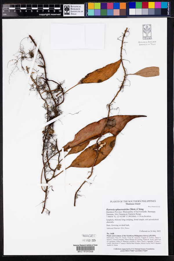 Pyrrosia sphaerosticha image