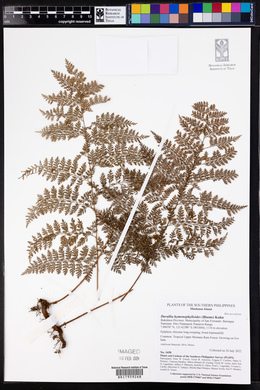 Davallia hymenophylloides image