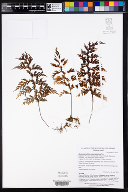 Hymenophyllum emarginatum image