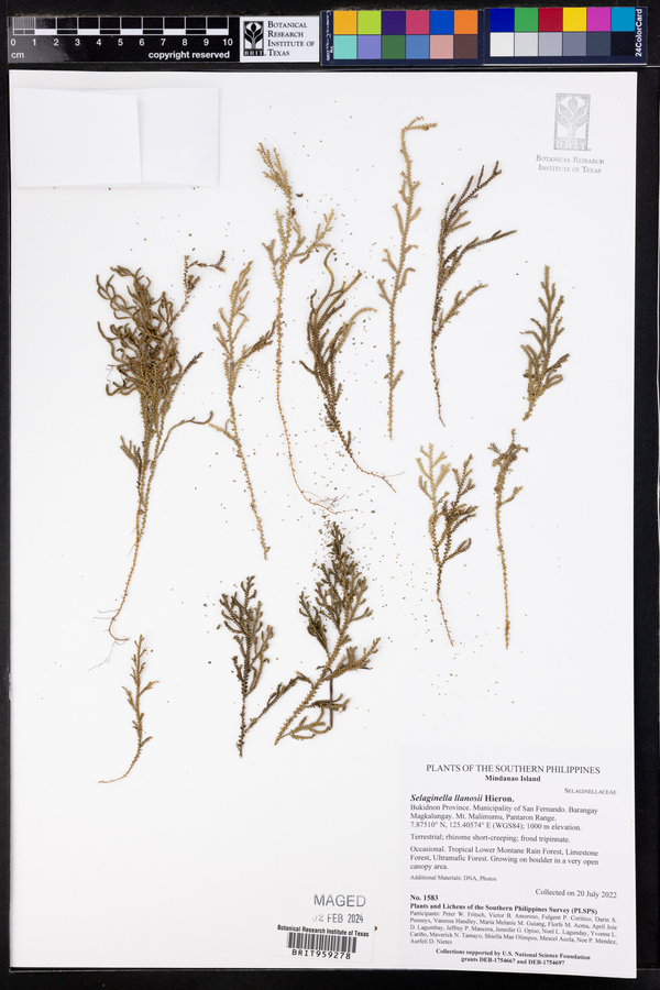 Selaginella llanosii image