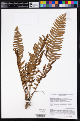 Nephrolepis hirsutula image