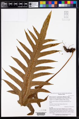 Microsorum commutatum image