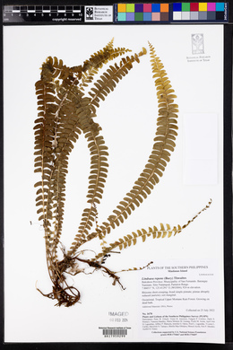 Lindsaea repens image