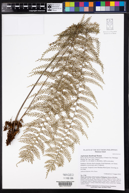 Asplenium thunbergii image