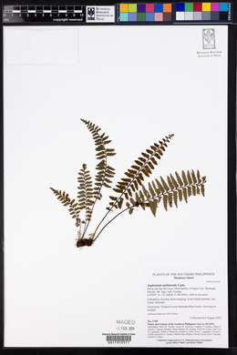 Asplenium unilaterale image