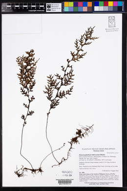 Hymenophyllum imbricatum image