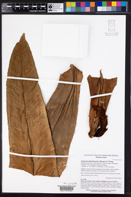 Lepisorus platyrhynchos image
