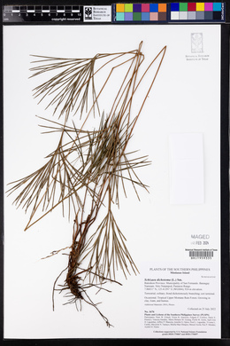 Schizaea dichotoma image