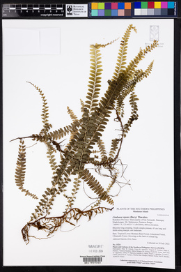 Lindsaea repens image