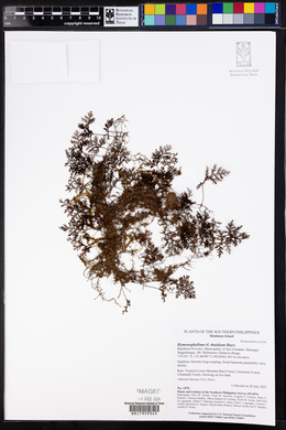 Hymenophyllum thuidium image