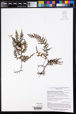 Hymenophyllum imbricatum image