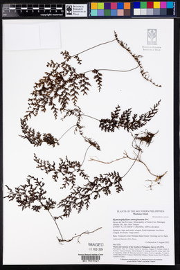 Hymenophyllum emarginatum image