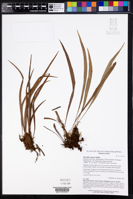 Davallia repens image