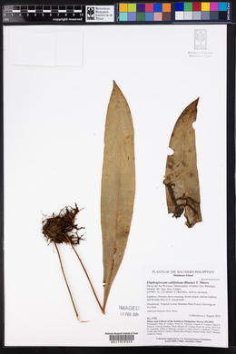 Elaphoglossum callifolium image
