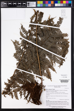 Pteris edanyoi image