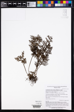 Vandenboschia maxima image