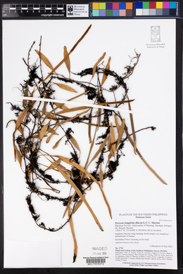 Pyrrosia longifolia image