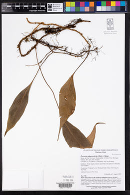 Pyrrosia sphaerosticha image