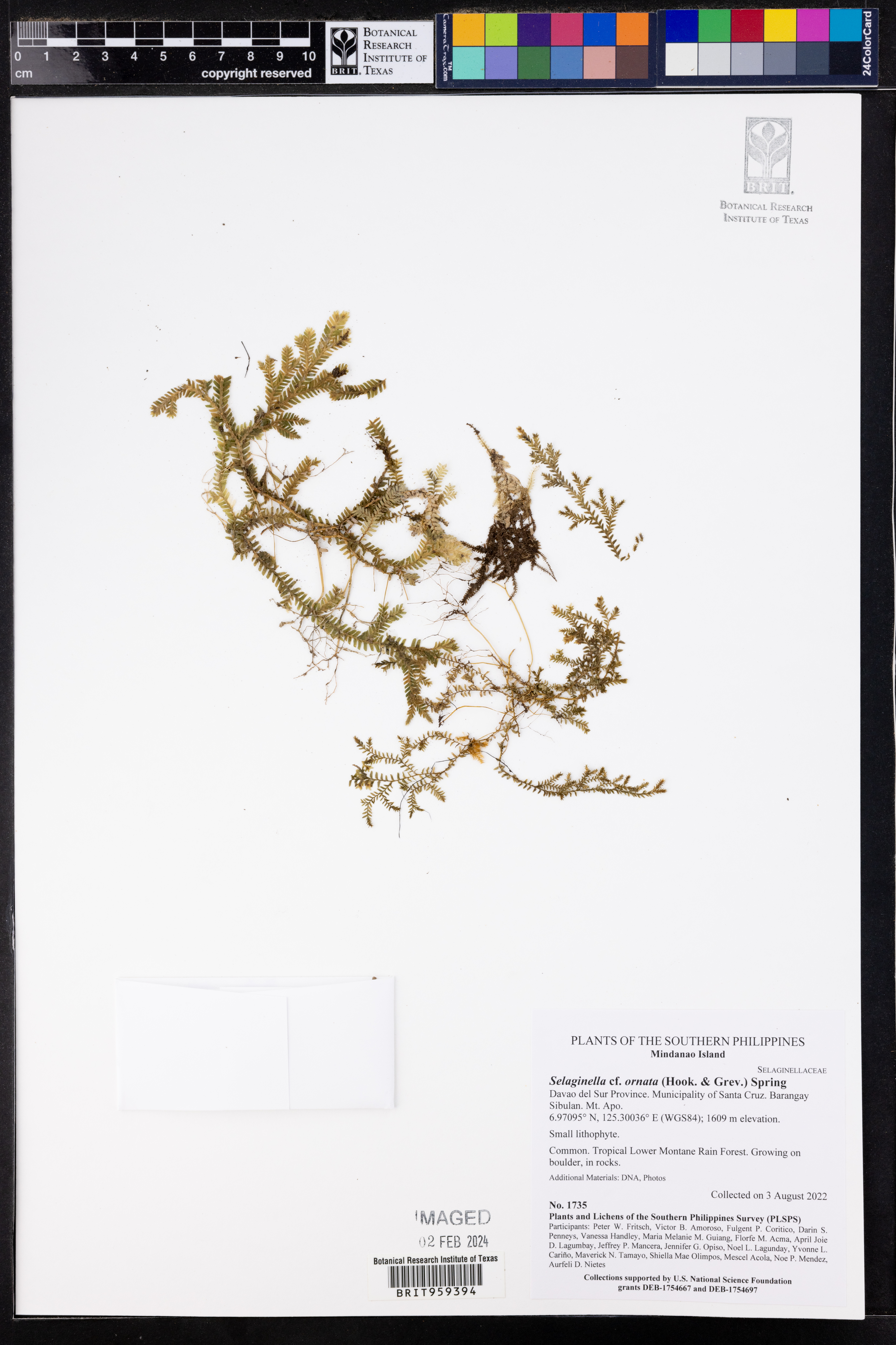 Selaginella ornata