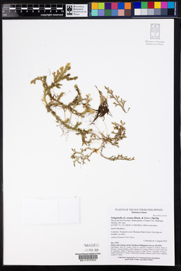 Selaginella ornata image