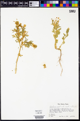 Verbena bracteata image