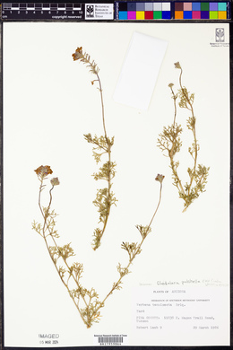 Glandularia pulchella image