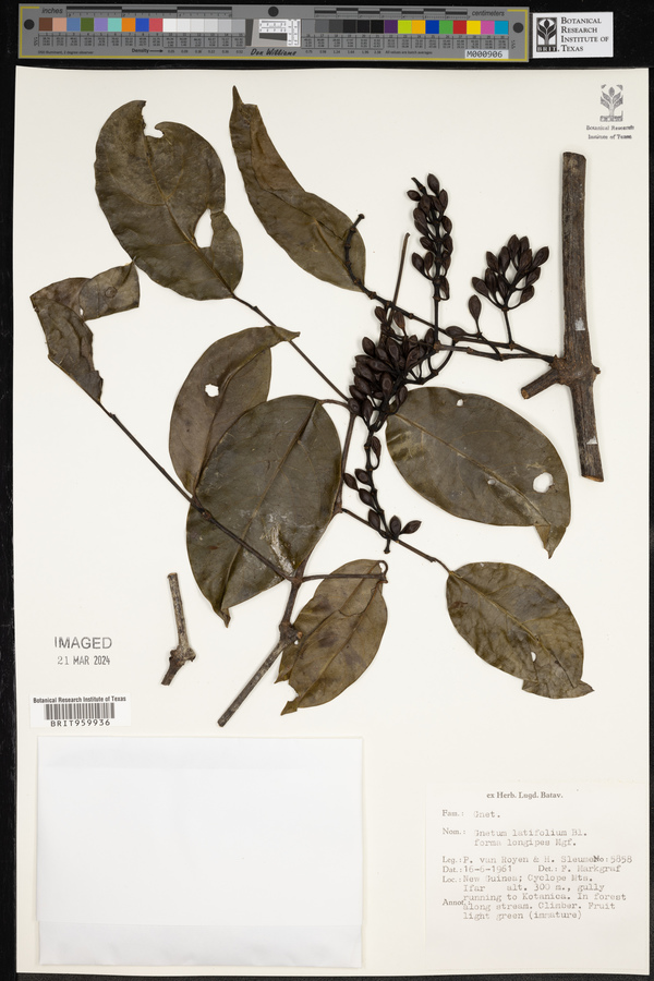 Gnetum latifolium var. longipes image