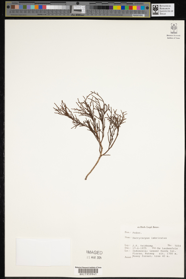 Dacrycarpus imbricatus image