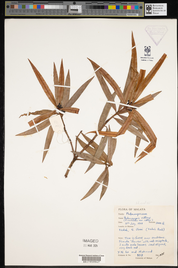Podocarpus ridleyi image