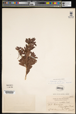 Podocarpus pilgeri image