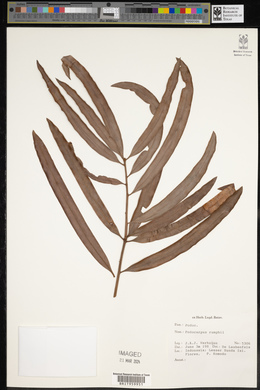 Podocarpus rumphii image