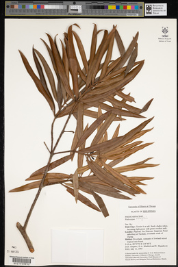 Podocarpus rumphii image