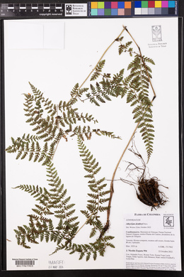 Athyrium dombeyi image