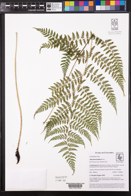 Athyrium dombeyi image