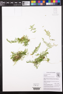 Selaginella flagellata image