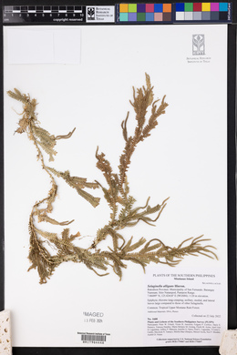 Selaginella alligans image